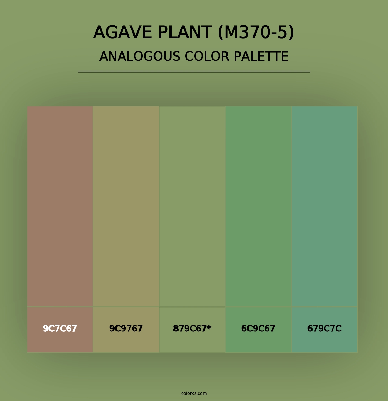 Agave Plant (M370-5) - Analogous Color Palette