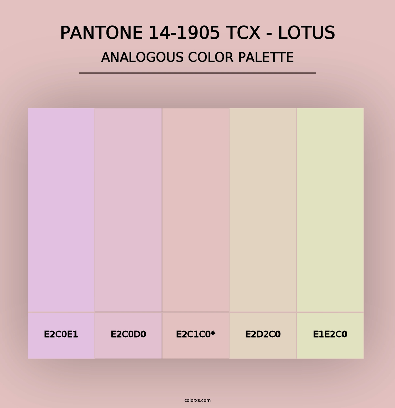 PANTONE 14-1905 TCX - Lotus - Analogous Color Palette