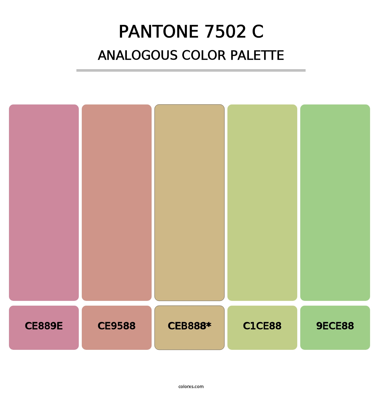 PANTONE 7502 C - Analogous Color Palette