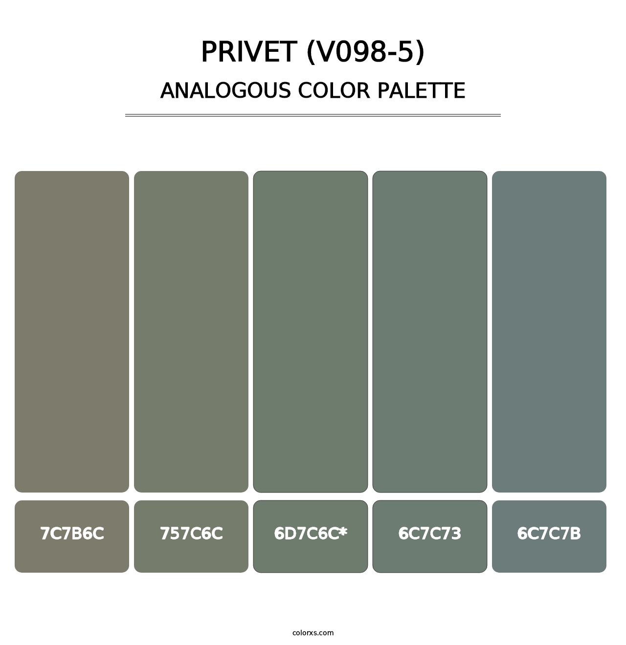 Privet (V098-5) - Analogous Color Palette