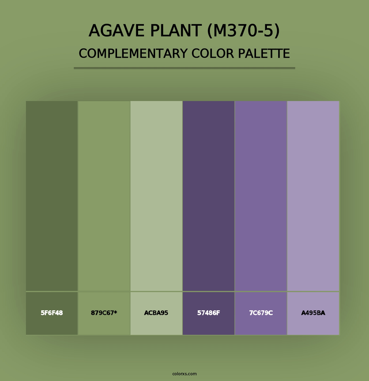 Agave Plant (M370-5) - Complementary Color Palette