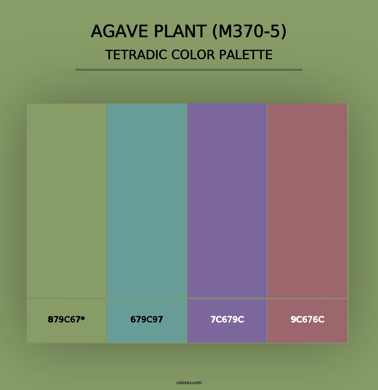 Agave Plant (M370-5) - Tetradic Color Palette